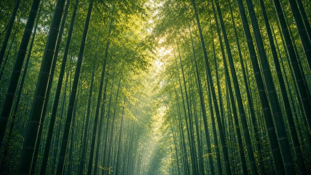 Dense tall green bamboo forest with soft light filtering through, looking up the stalks, calm zen mood, original AI nature wallpaper