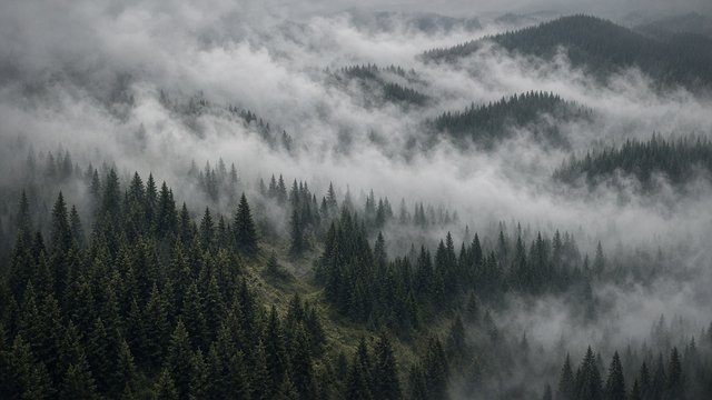 Aerial view of dark evergreen forest partly hidden in rolling fog, moody muted greens and greys, original AI nature wallpaper