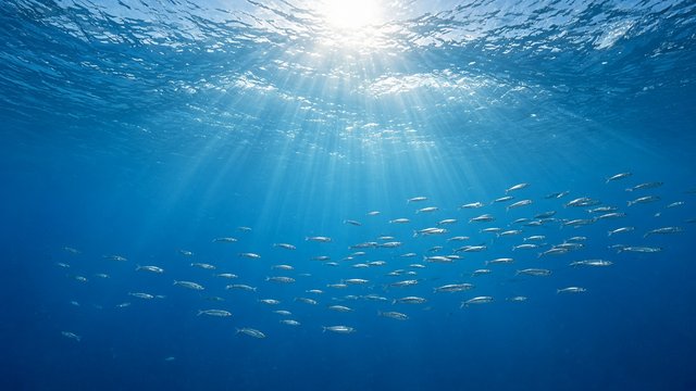 Underwater view of clear blue ocean with sunbeams piercing down from the surface, small silver fish school, serene, original AI nature wallpaper