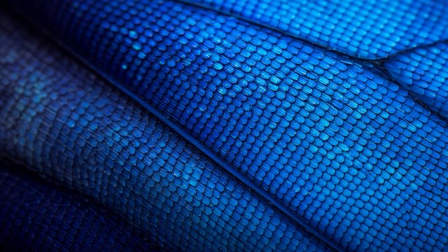 Extreme close-up of an iridescent blue butterfly wing scales, original AI wallpaper