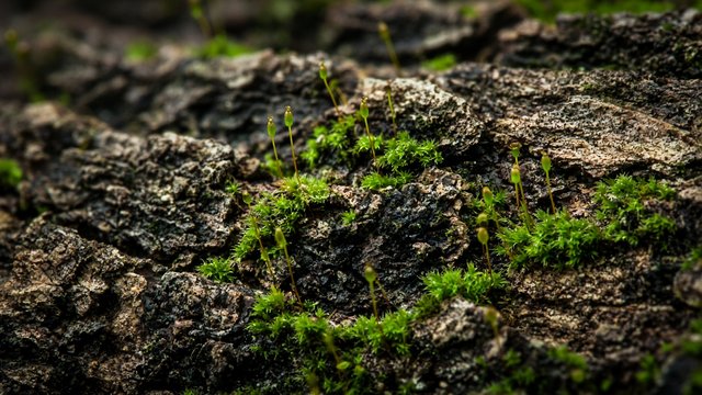 Extreme macro of rough tree bark with tiny vivid green moss and spore stalks, original AI resolution showcase wallpaper